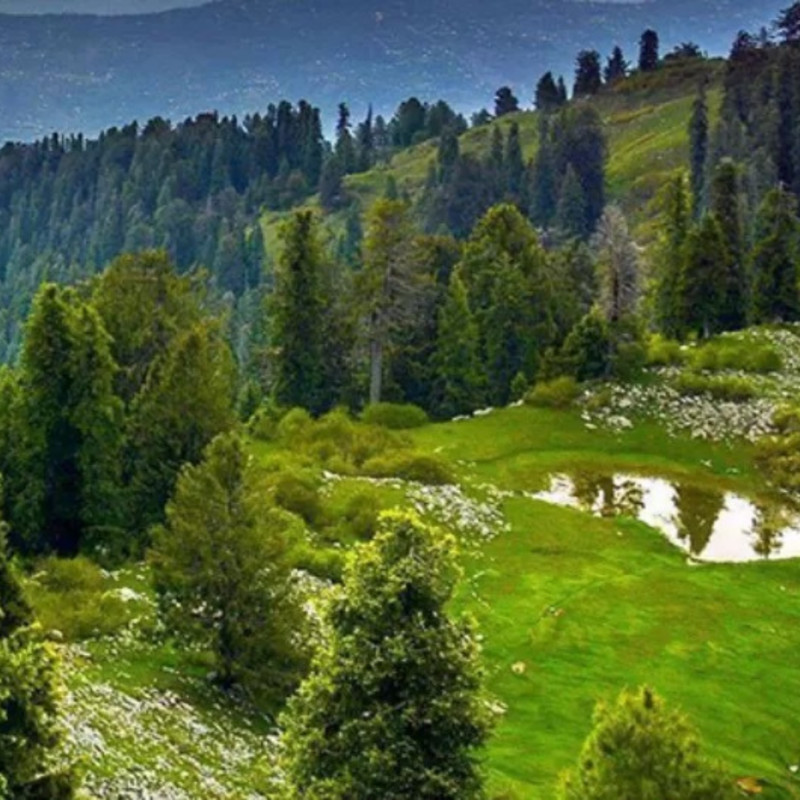 Mushkpuri Top