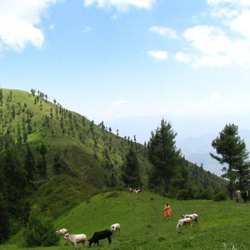 Miranjani