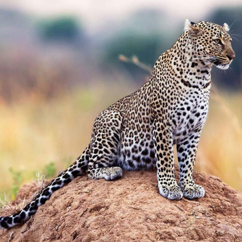 Ayubia National Wildlife Park